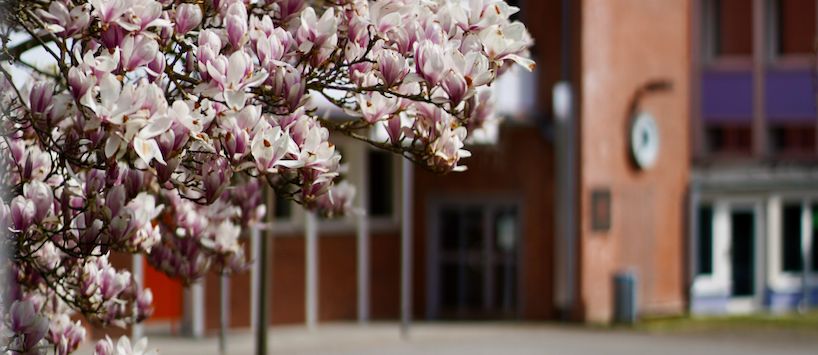 Blick über den Schulhof mit Magnolie