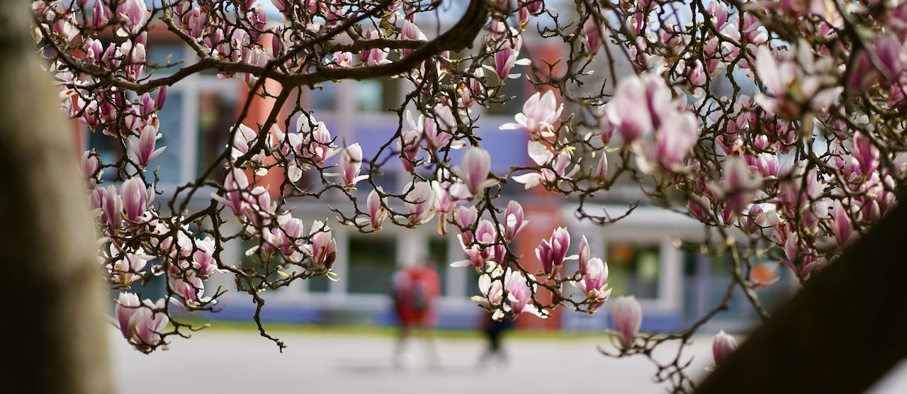 Durch den blühenden Magnolienbaum